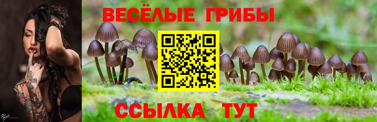 Сертолово  Галлюциногенные грибы GOLDEN TEACHER  Псилоцибиновые грибы мухоморы  Вход с VPN 
